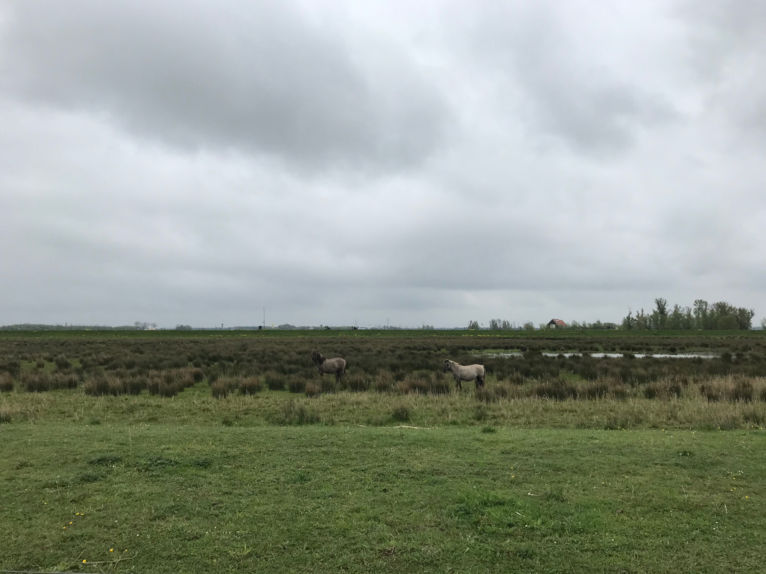 Horses grazing in the marshland just outside of the Bandijk.