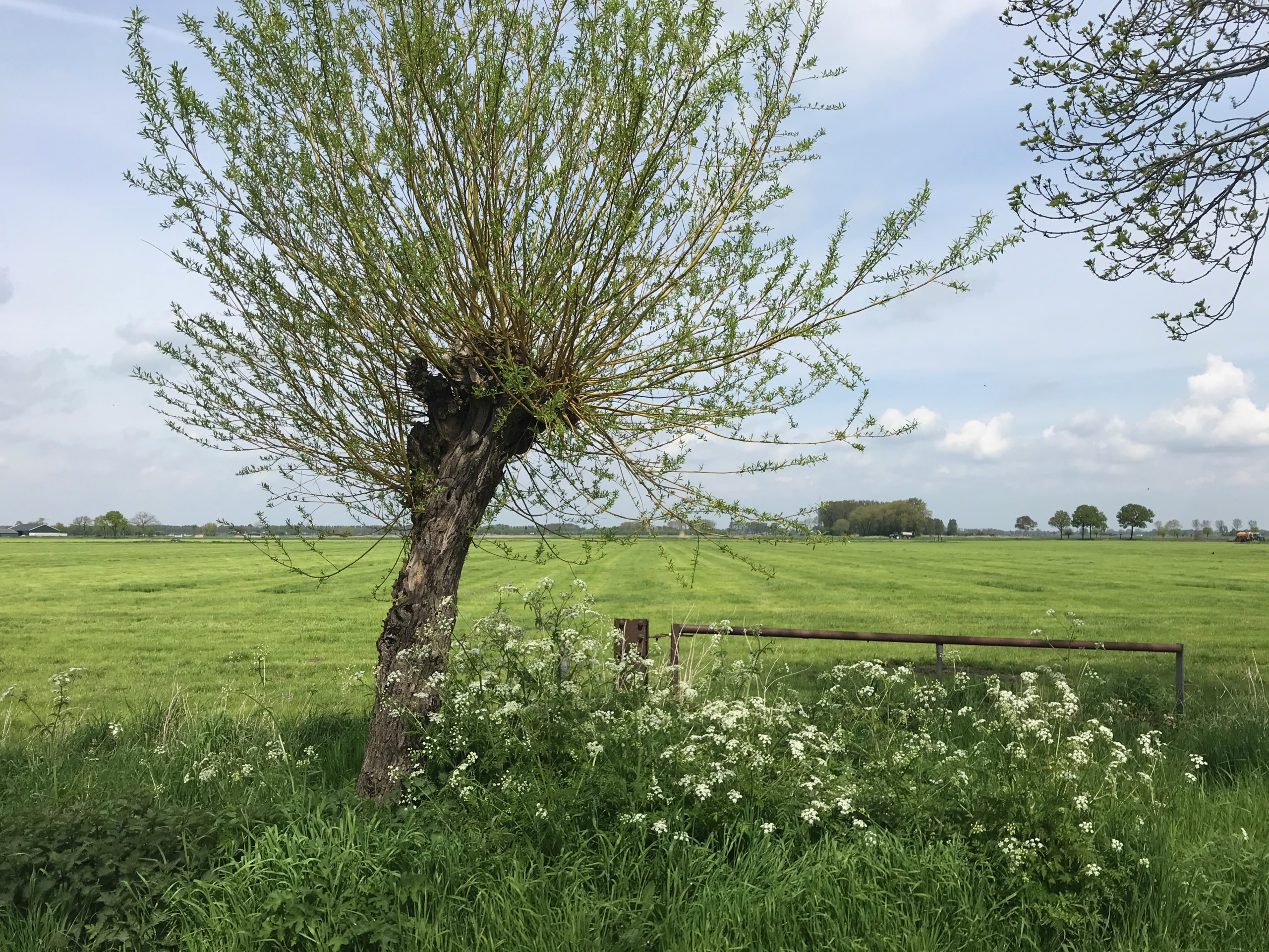 Looking north on the Hemelrijkstraat.