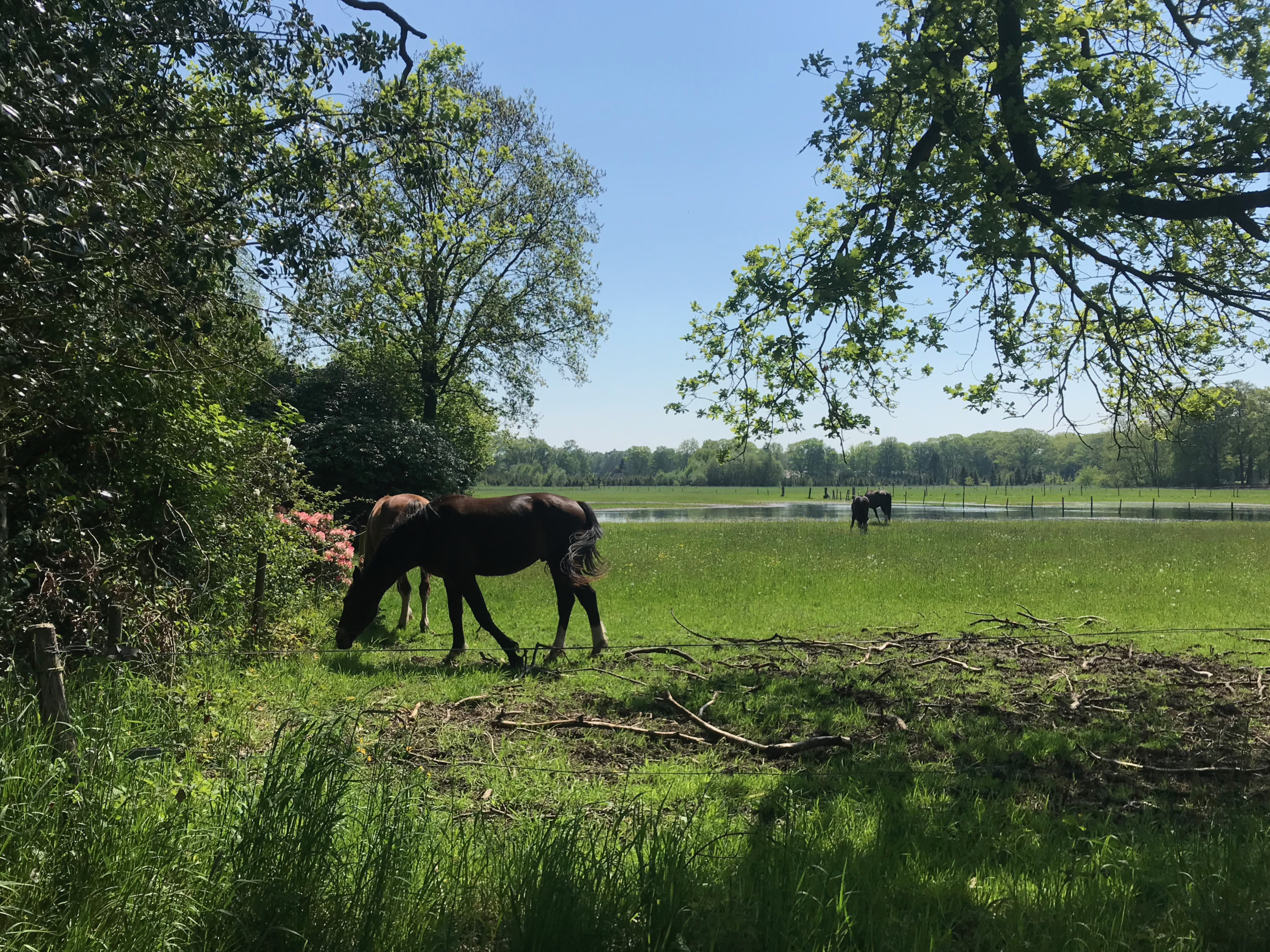 Horses grazing in Hall near Eerbeek.