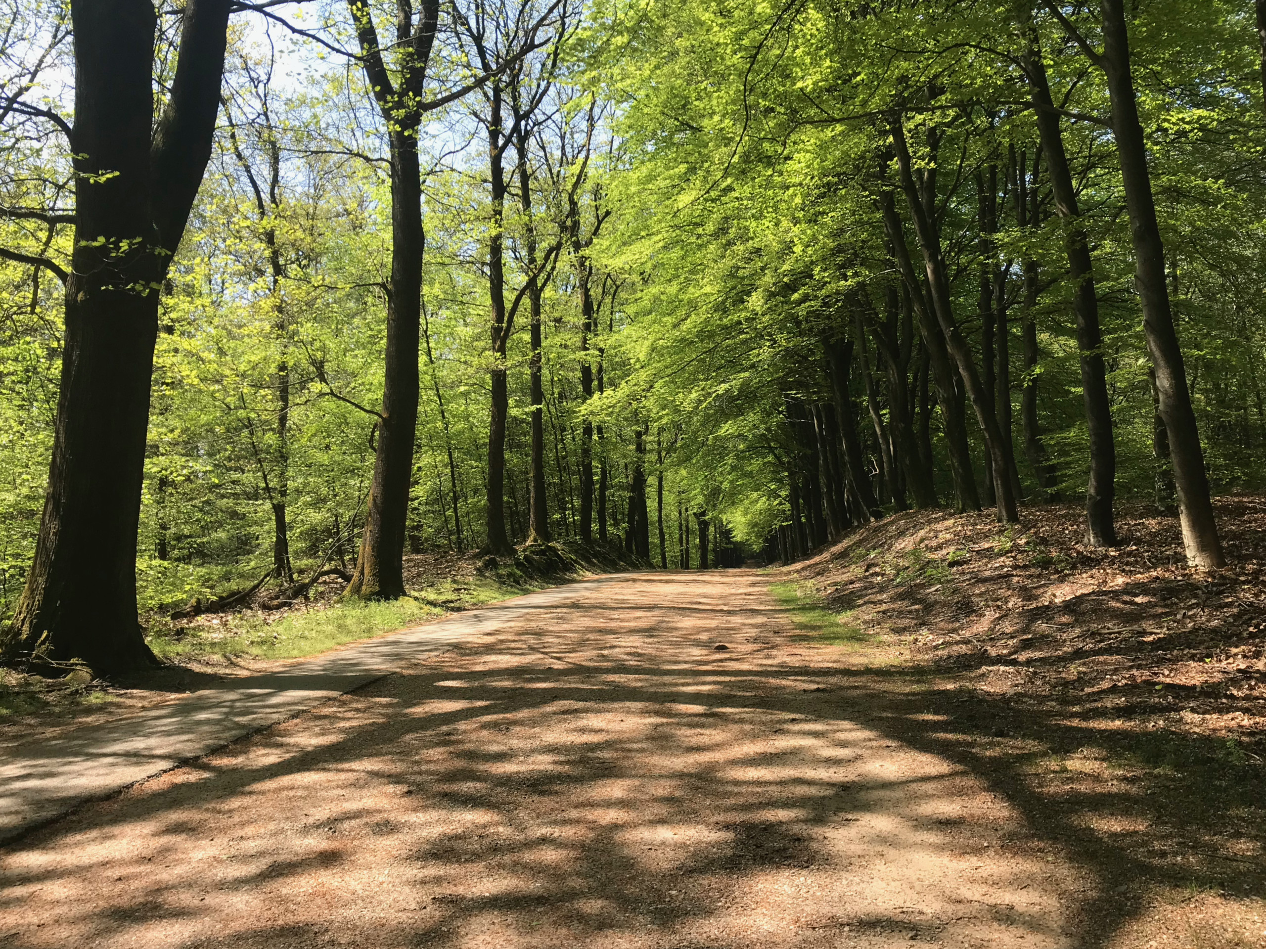 The Ossenweg in Hoenderloo.
