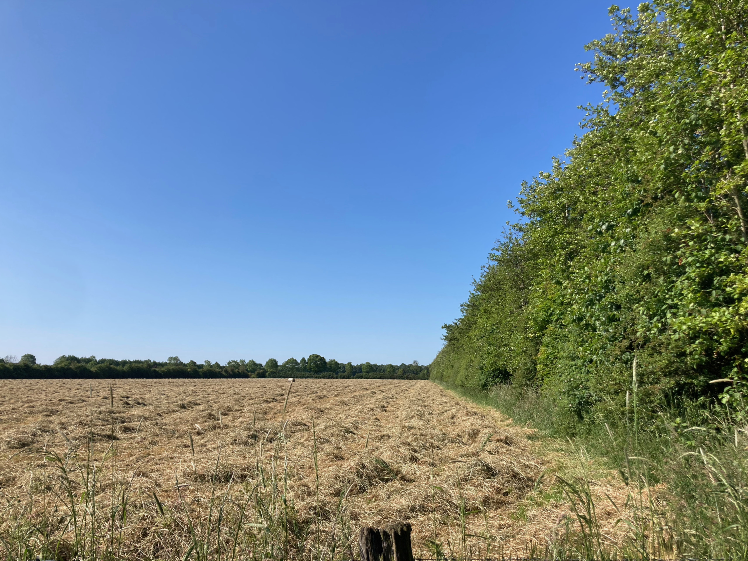 The fields east of Wyler (south-west).