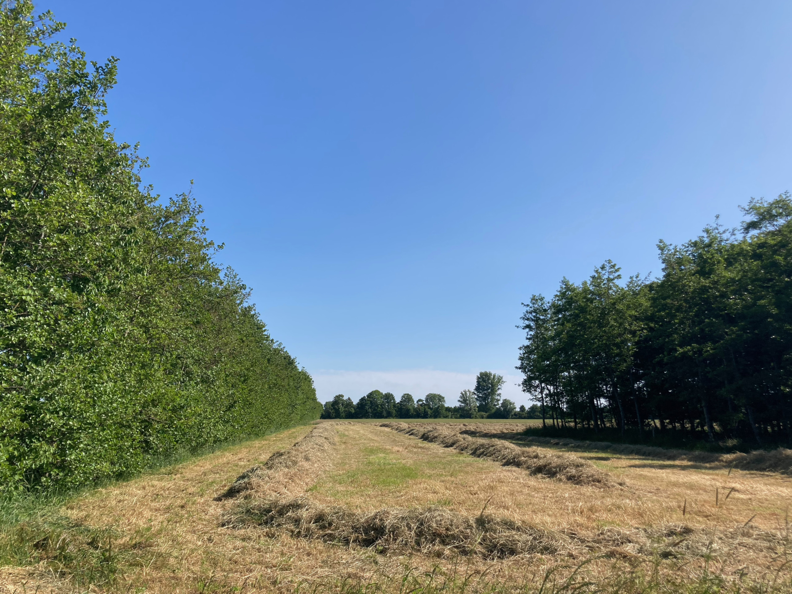 The fields east of Wyler (north-east).