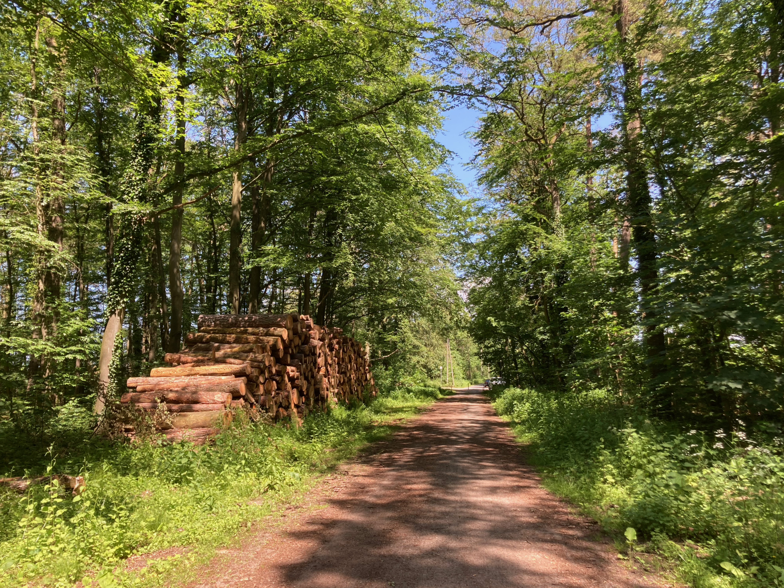 I took a gravel road to cross the Diersfordter Wald.