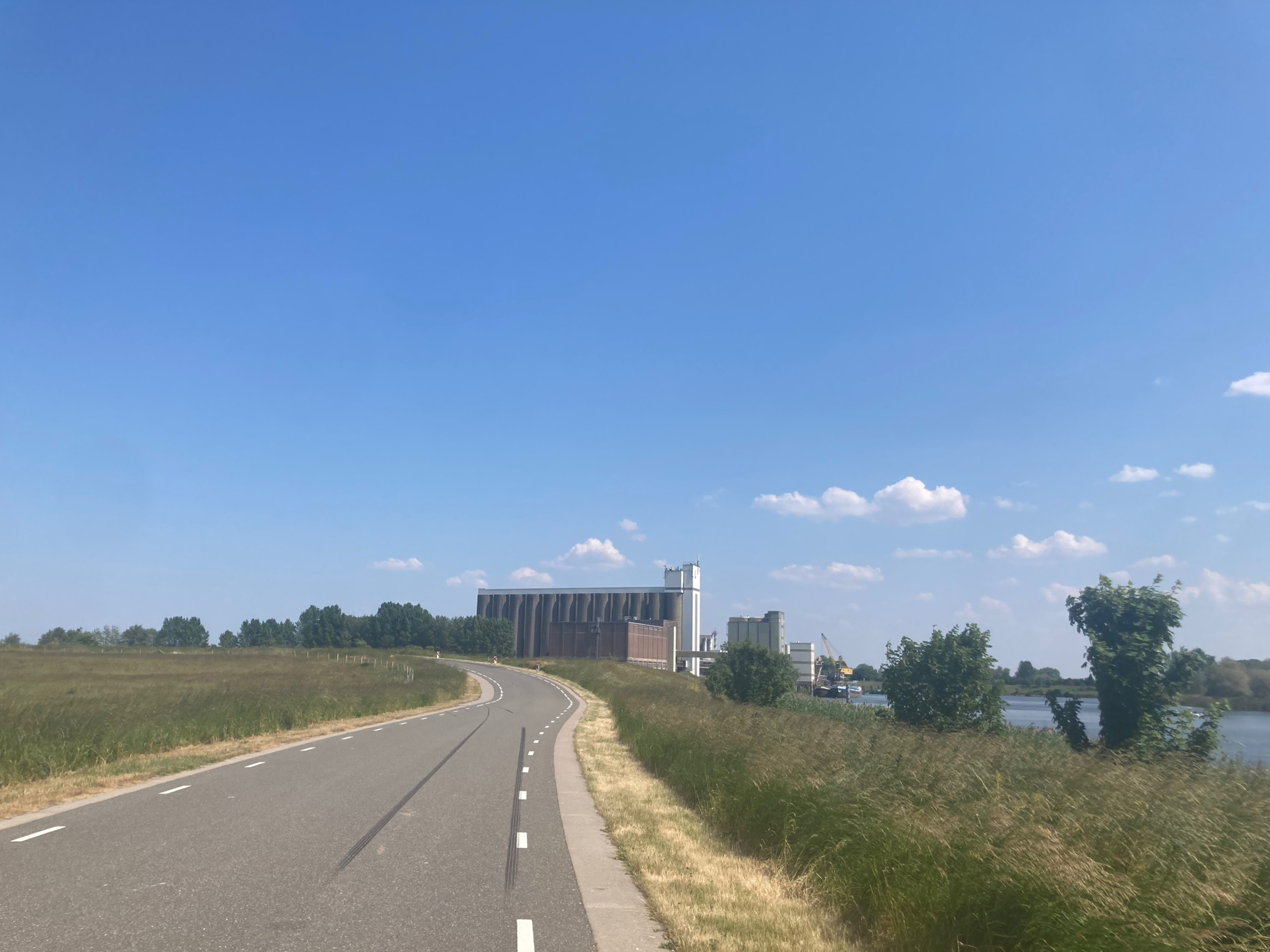 The same plant, now closer.