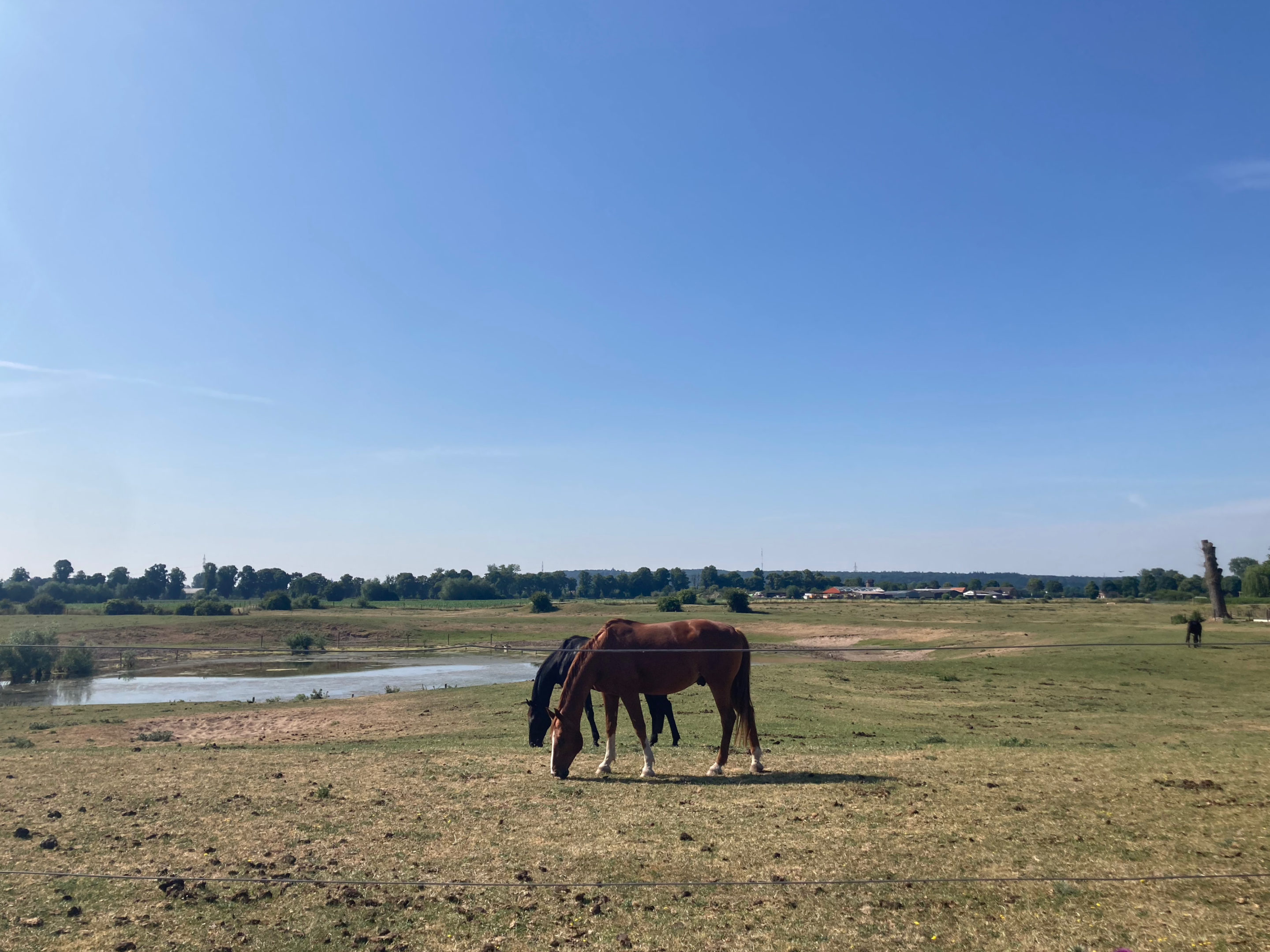 Horses in Düffelward.