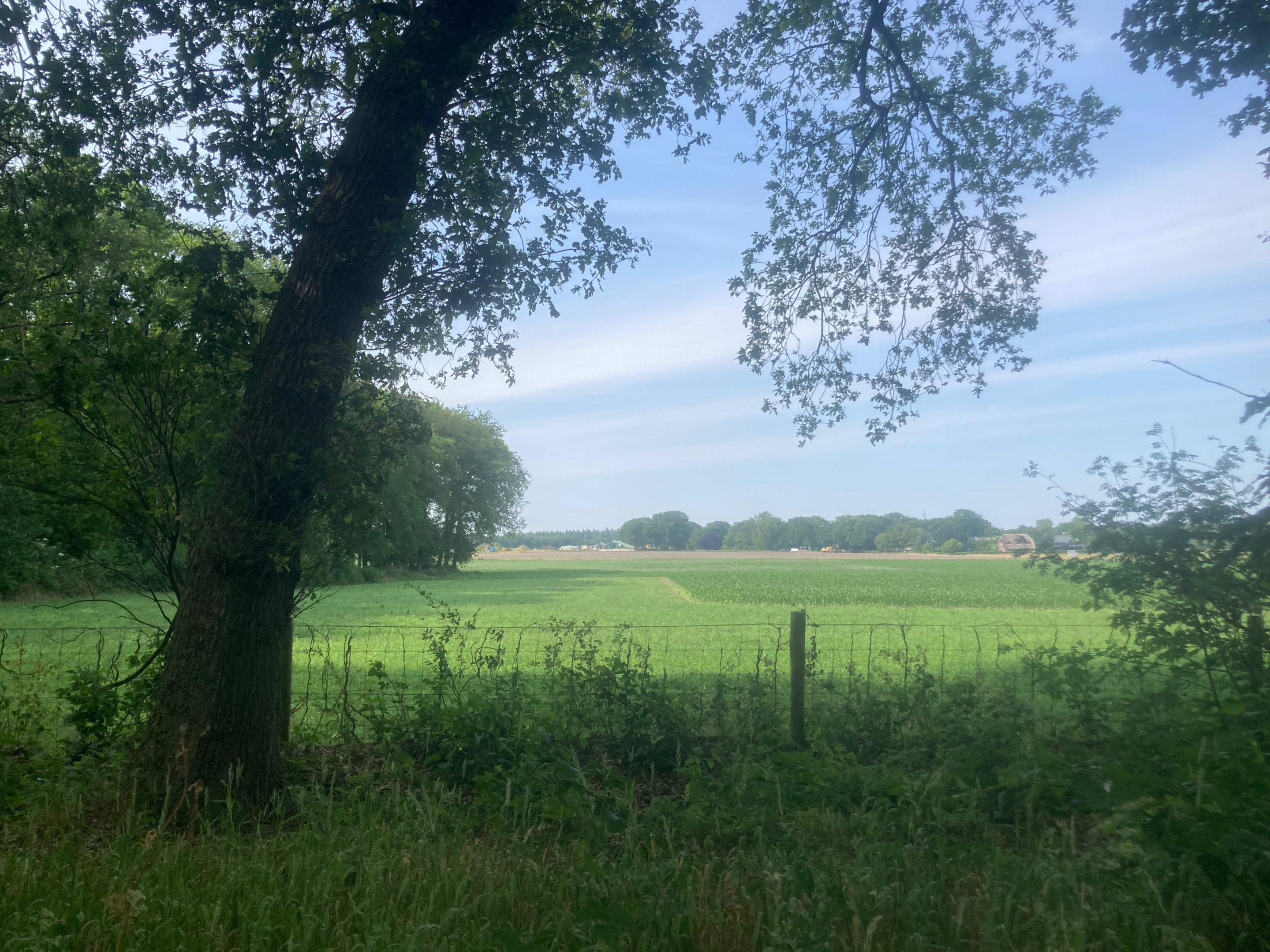 Is it ok to throw your banana peels into the foliage?
