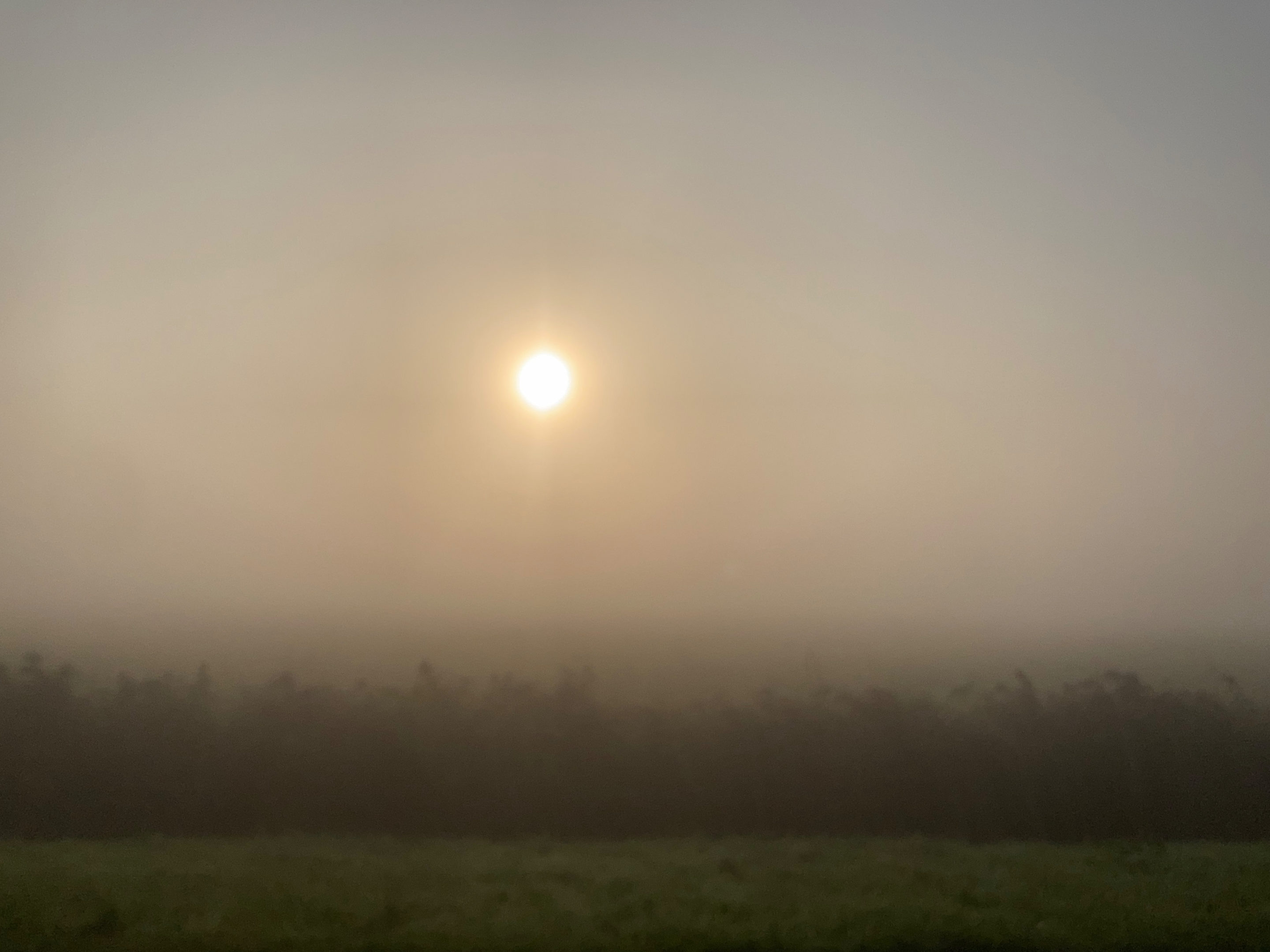 Feeling my way to the Harderdijk, hoping the sun will soon dissolve the mist.